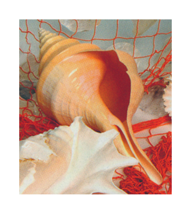 Syrinx Aruanus Sea Shell 16"